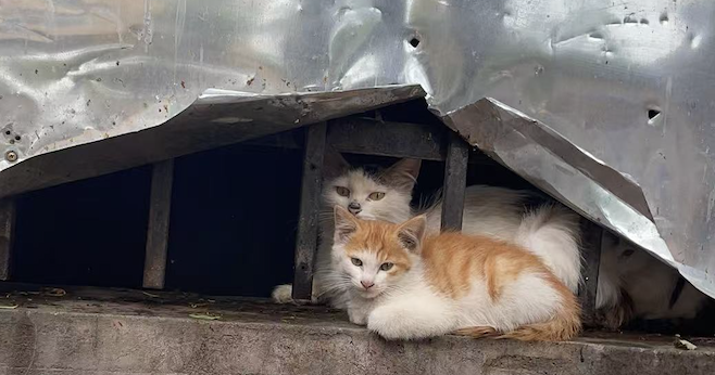 给社区猫狗一个家